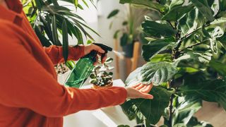 A woman spraying water on houseplants