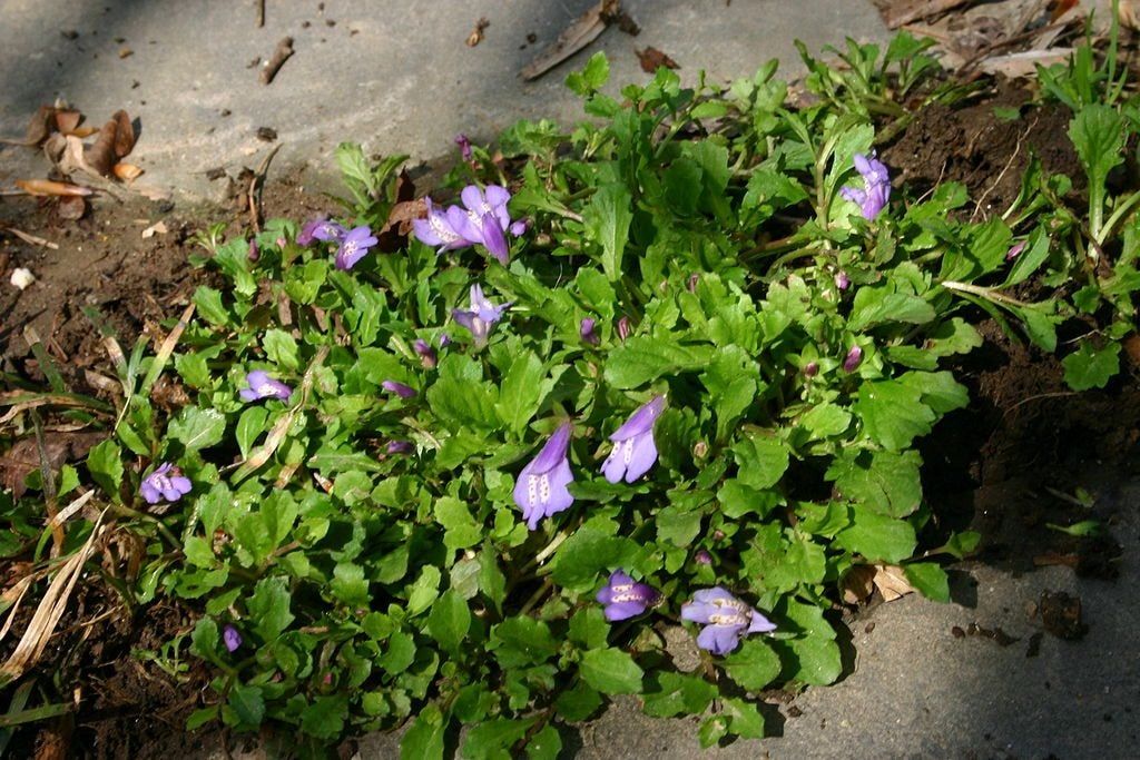 Purple Flowered Mazus Lawn