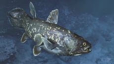 The bizarre-looking coelacanth fish was long thought to be extinct until one was discovered in 1938.