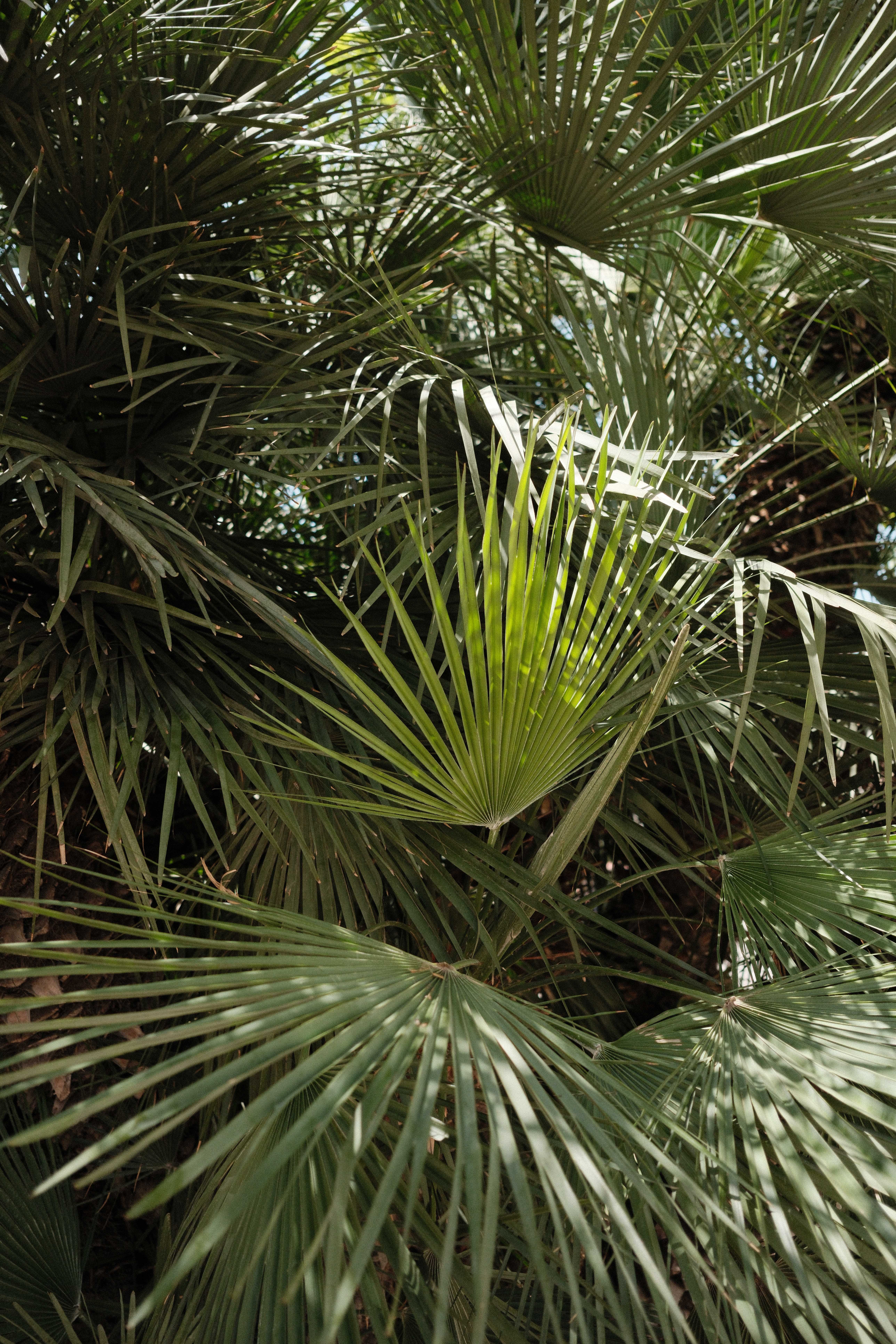 Palm leaves in the sun