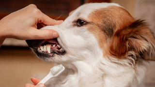 Person exposing a dog's gums and teeth while holding a toothbrush with toothpaste on it