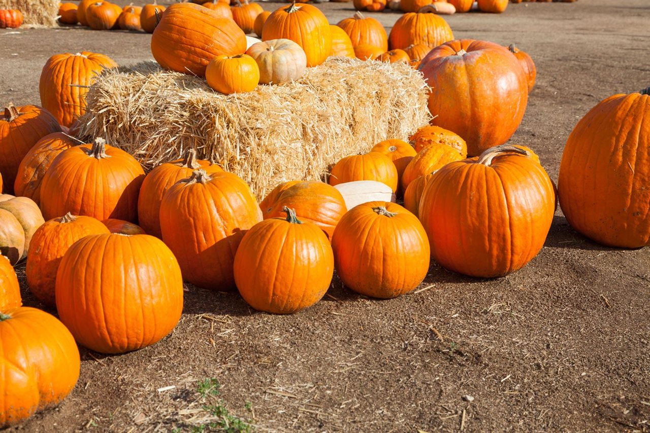 Pumpkins On And Around A Hay Bale