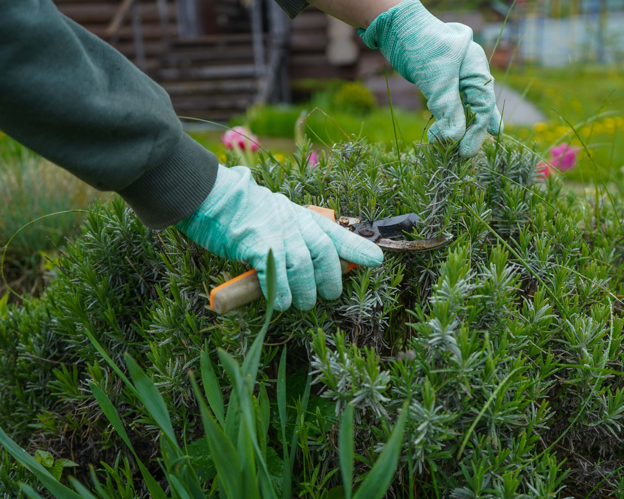 gardener pruning lavender in spring