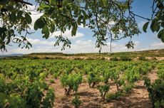 Bodegas Muriel vineyards