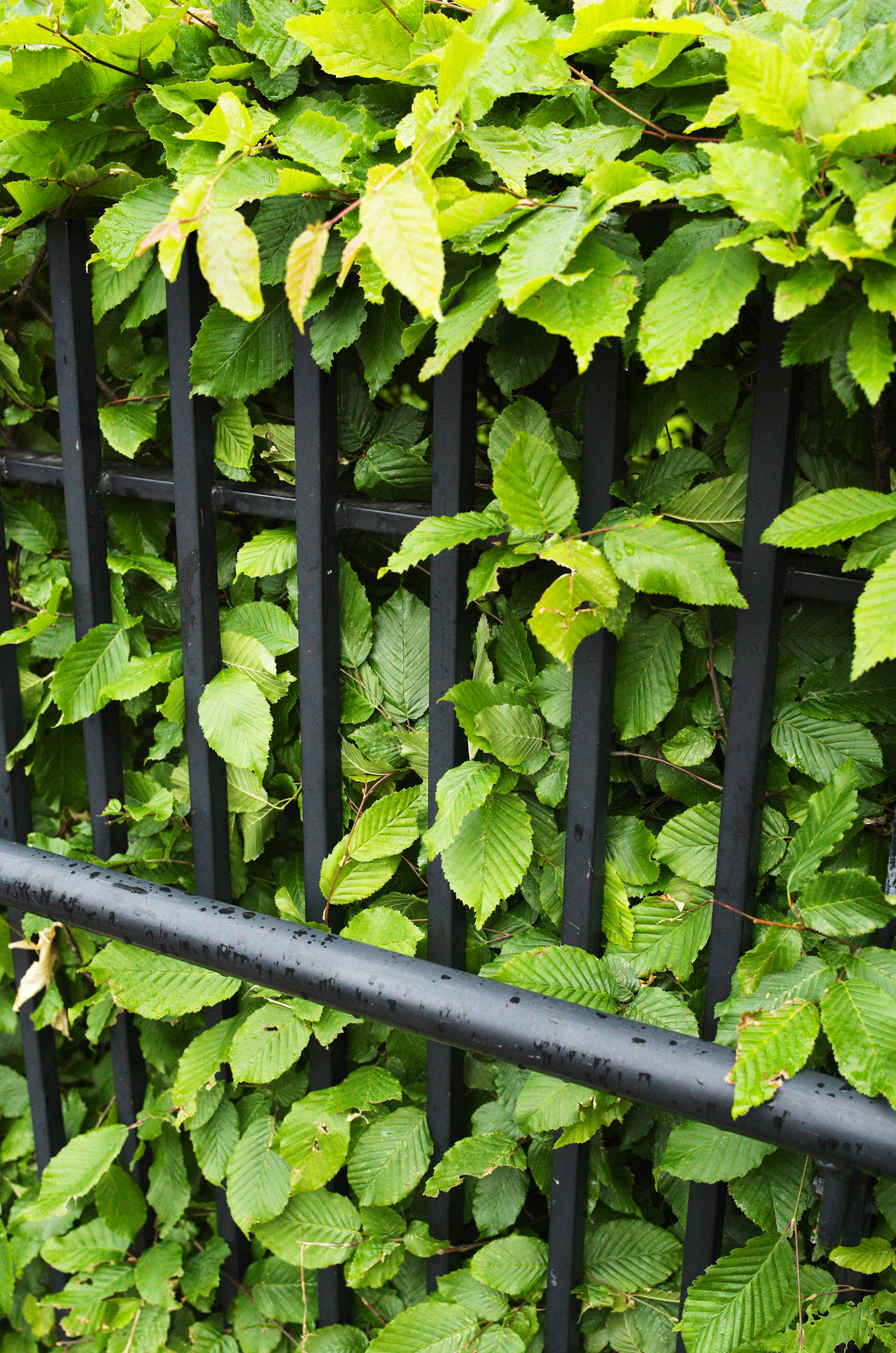 A photo of leaves taken on a Leica M11-D rangefinder camera