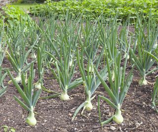 Rows of big onions growing in a vegetable garden