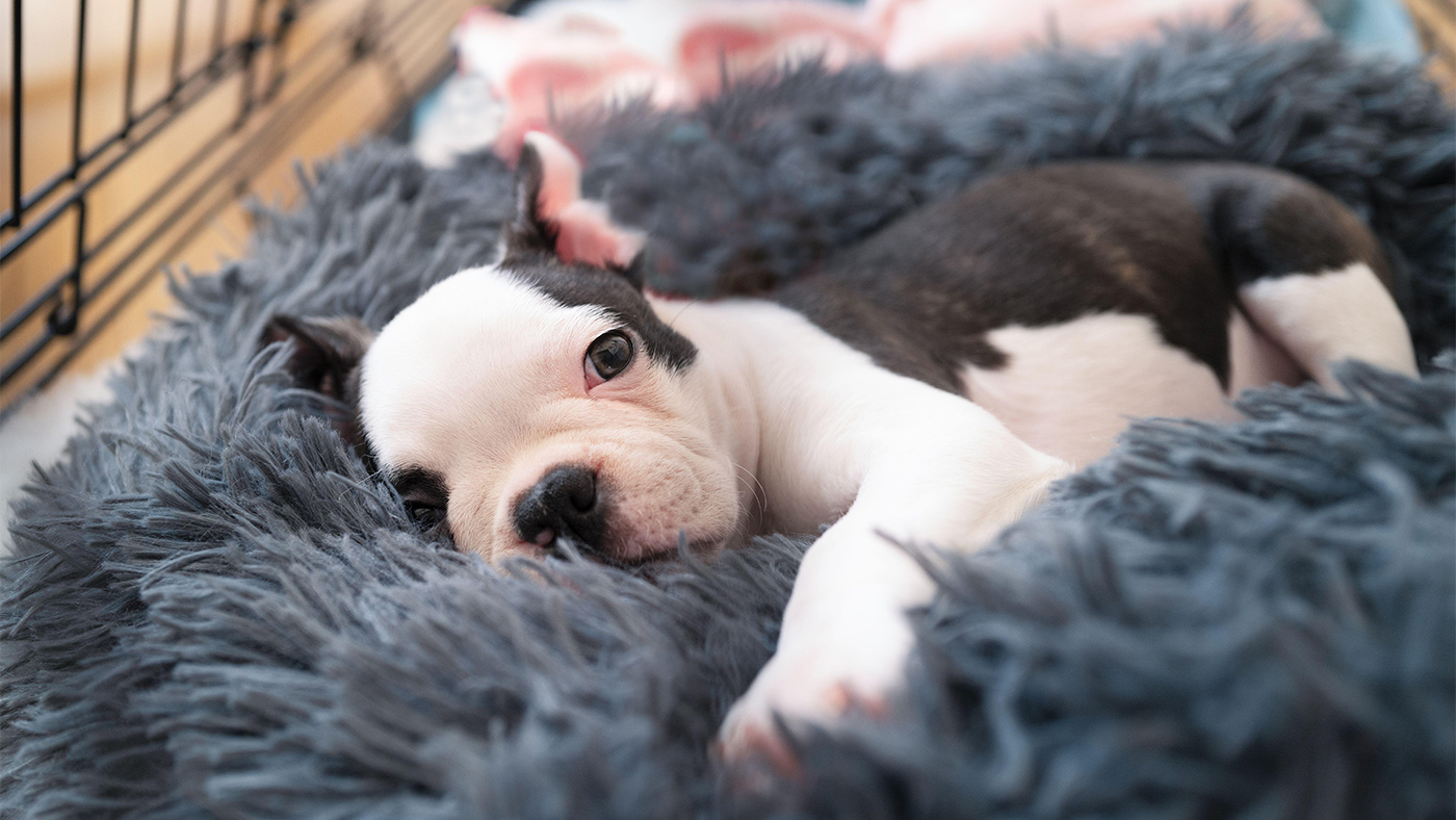 Puppy laying on a dog bed in a crate