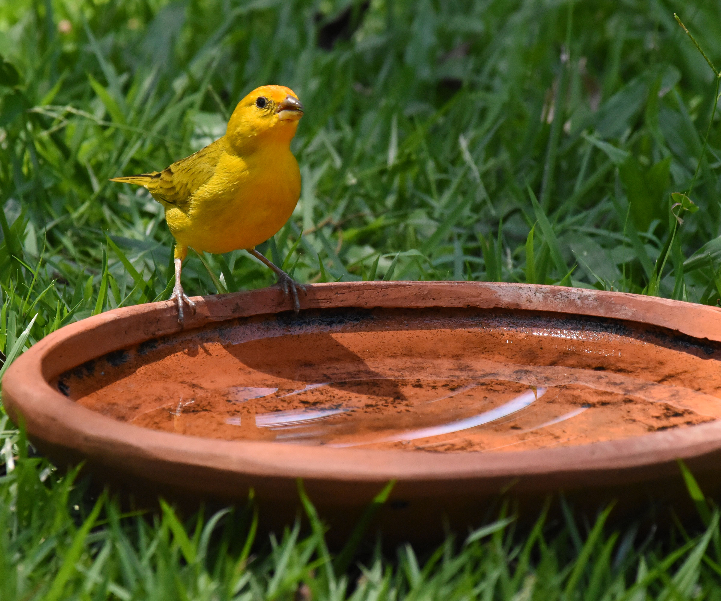 yellow bird sitting on orange terracotta dish filled with water in the grass