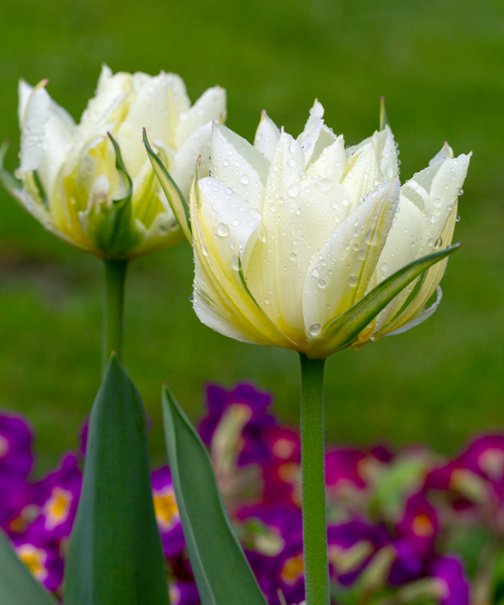 exotic emperor tulips in garden
