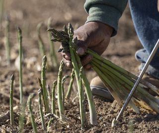 Asparagus being harvested in the field with an asparagus knife