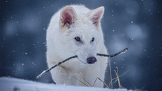 A gray wolf genetically engineered to look like a dire wolf holds a stick in its mouth as it walks in the snow.