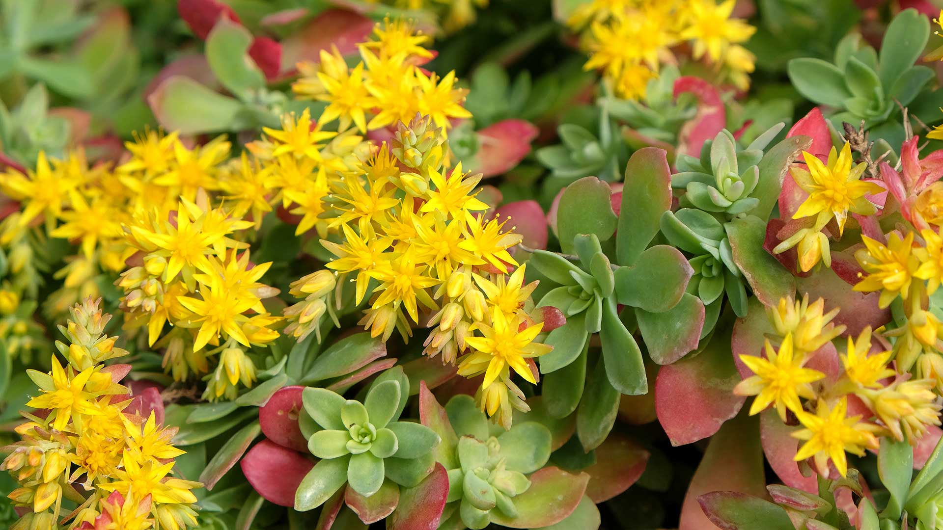 sedum with yellow flowers