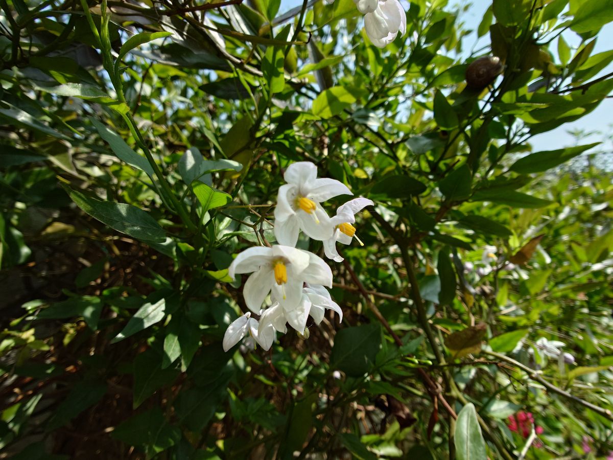 A photo taken on the Sony Xperia 1 VI
