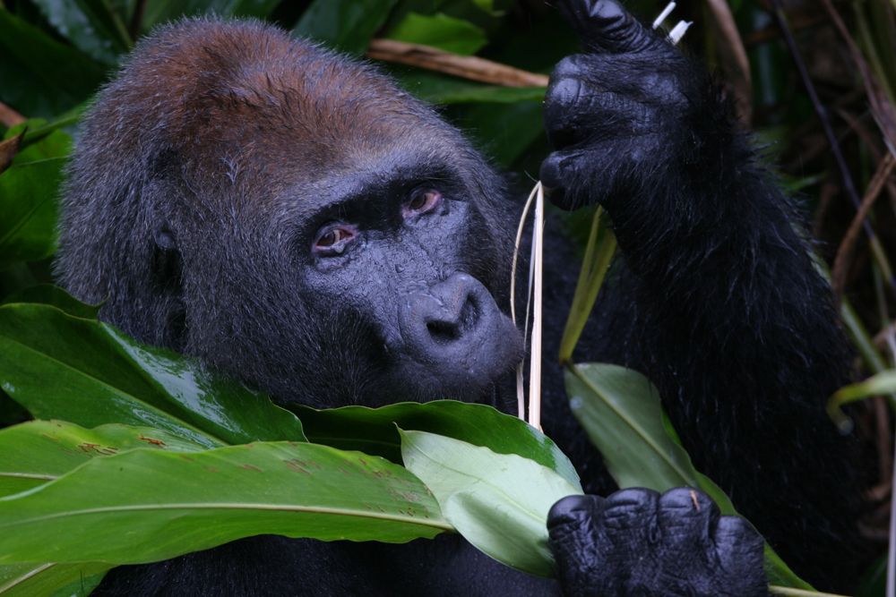 endangered species news, Congo gorillas