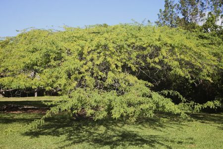 Large Mesquite Tree