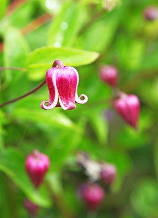 The pink and white bell shaped flowers of Clematis viorna