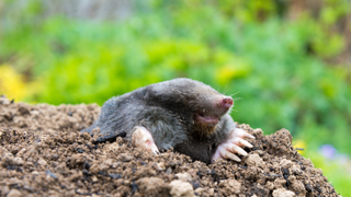 Mole poking out of a clump of mud