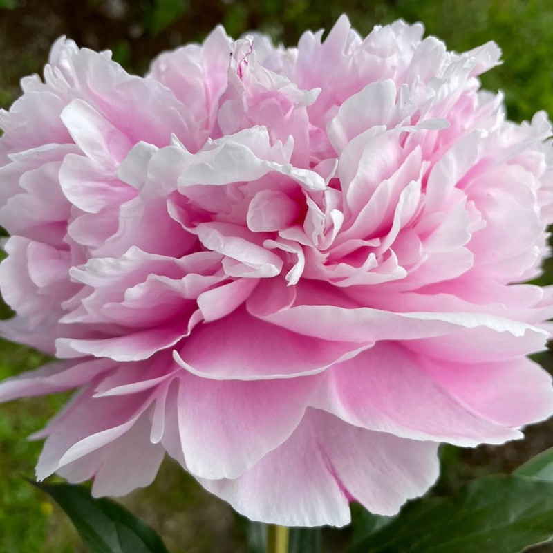 Pink Sarah Bernhardt Peony
