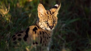 serval cat