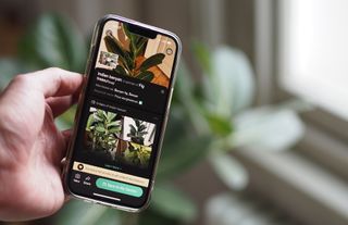 a plant identifier app on a phone
