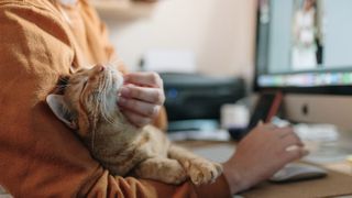 Cat sat on person's lap while they work