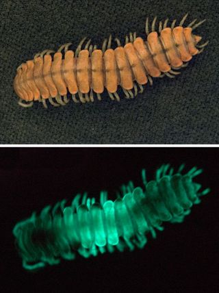 Millipede Motyxia, glow worms