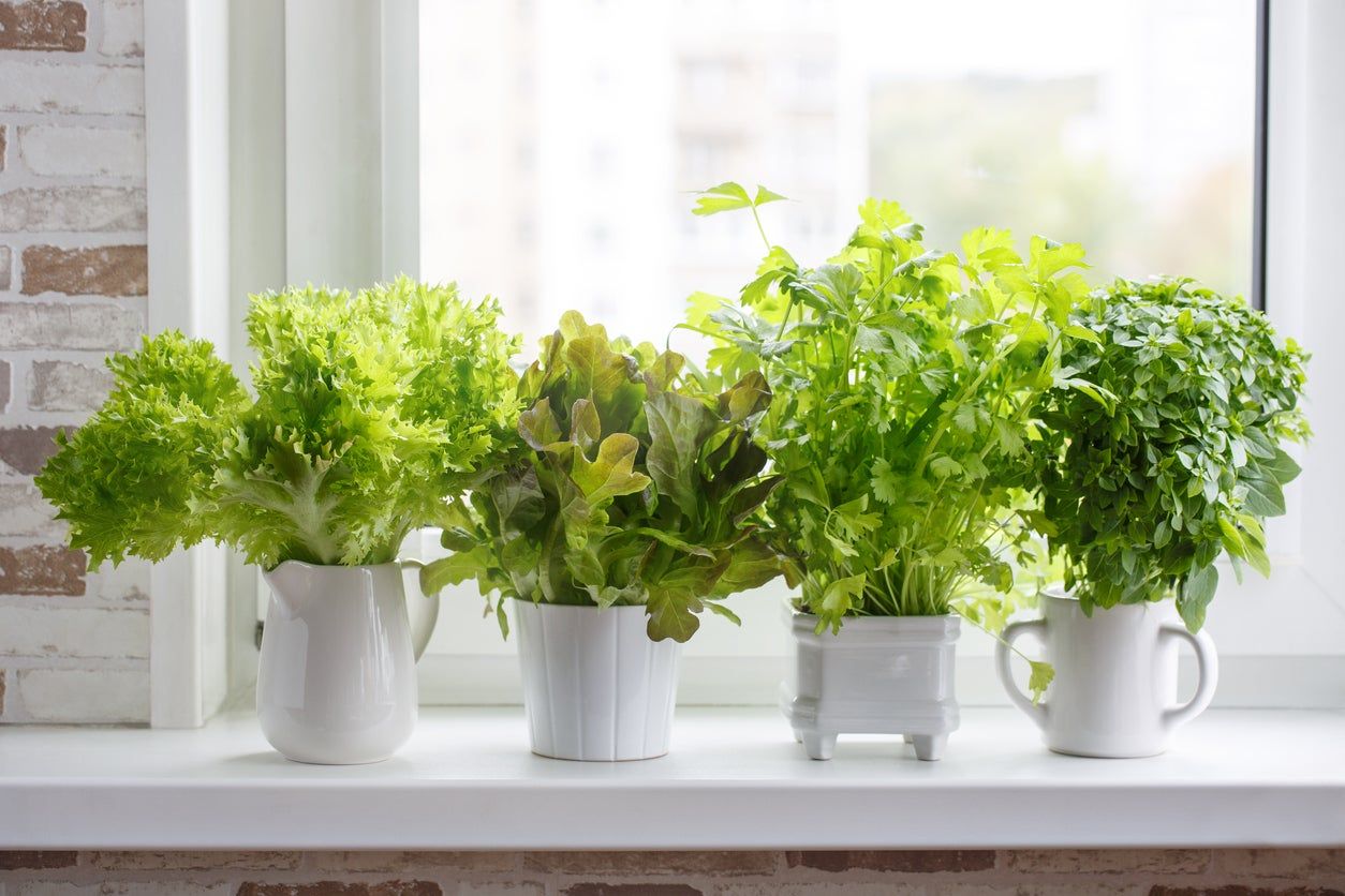 Potted Plants On The Windowsill