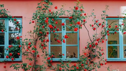 Red climbing rose with peach coloured home behind with blue window frames