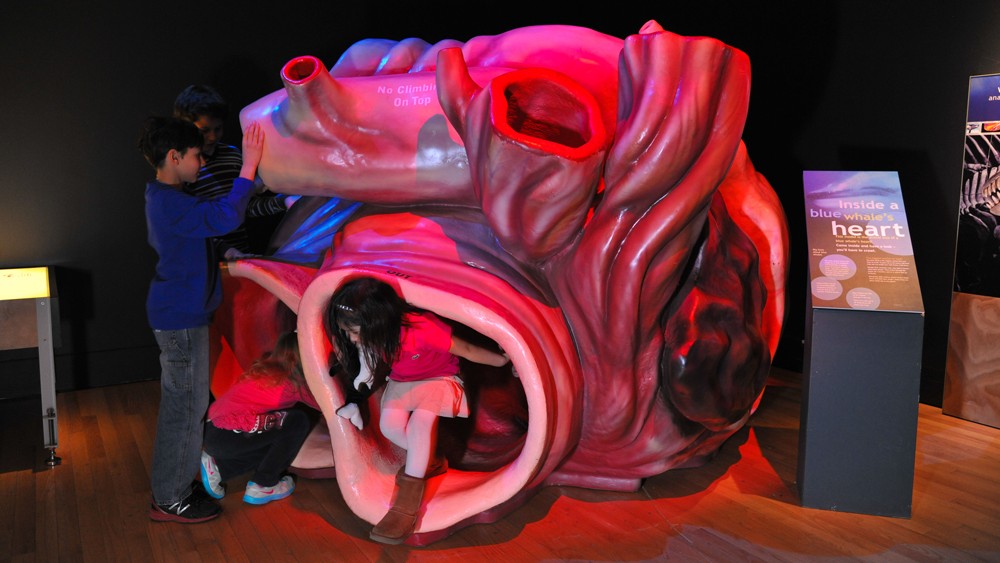 Model of a whale heart