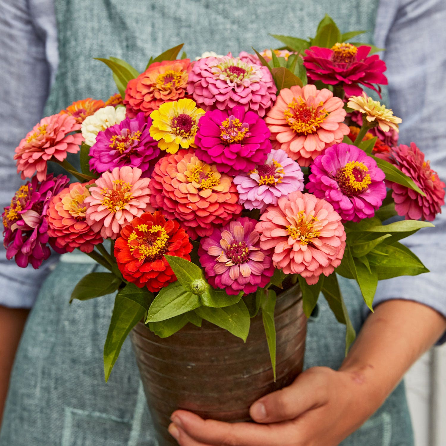 Cut & Come Again Mixed Colors Zinnia Seeds