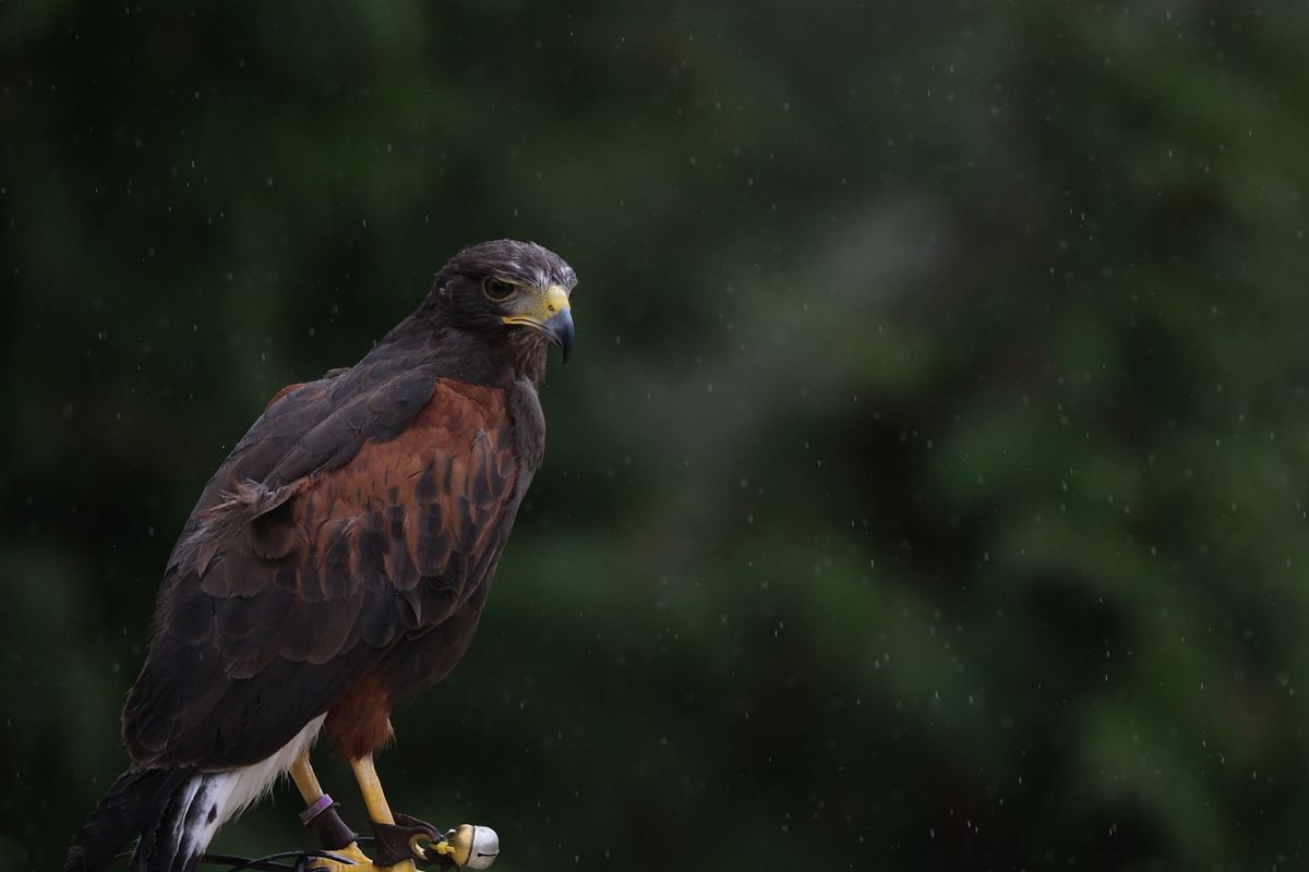 Bird of prey - perched and looking out over light rain