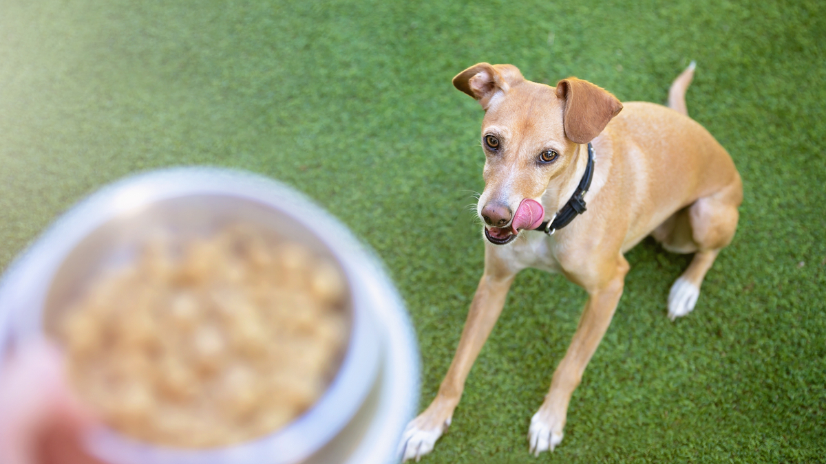 Dog licking his lips as owner holds food bowl