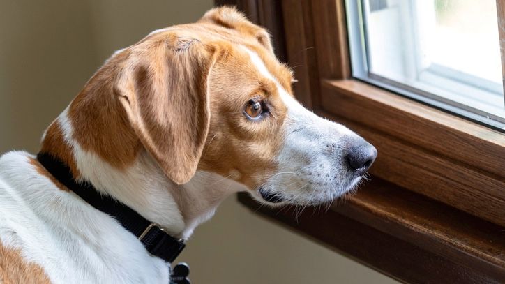 32 Common Dog Behavior Problems And Solutions | PetsRadar