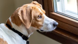 32 common dog behavior problems and solutions