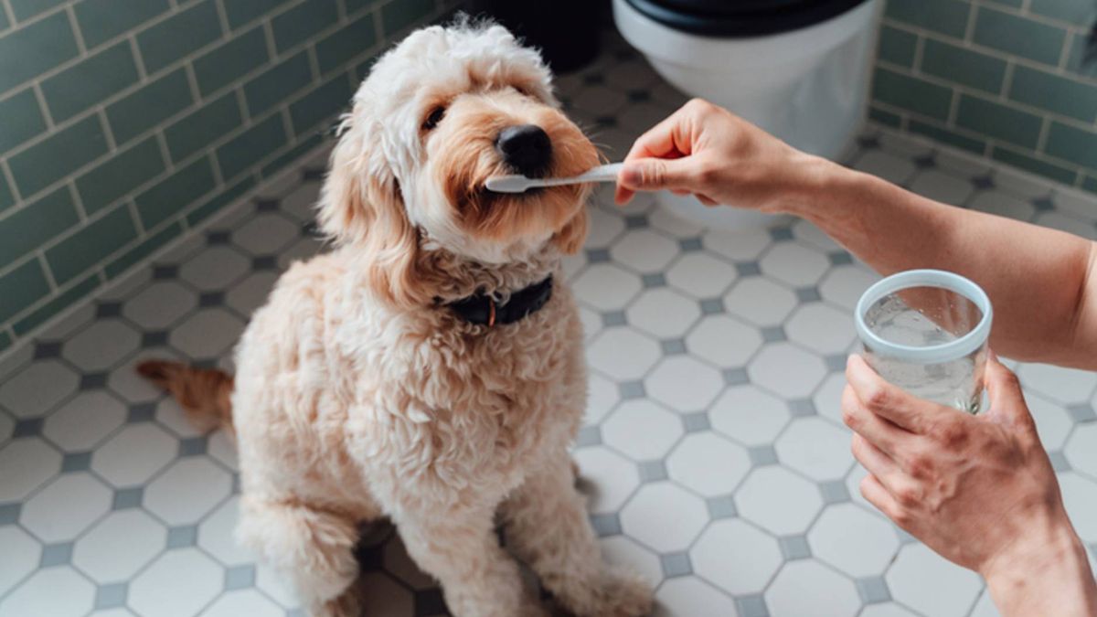 How to brush a dog’s teeth A vet’s guide PetsRadar