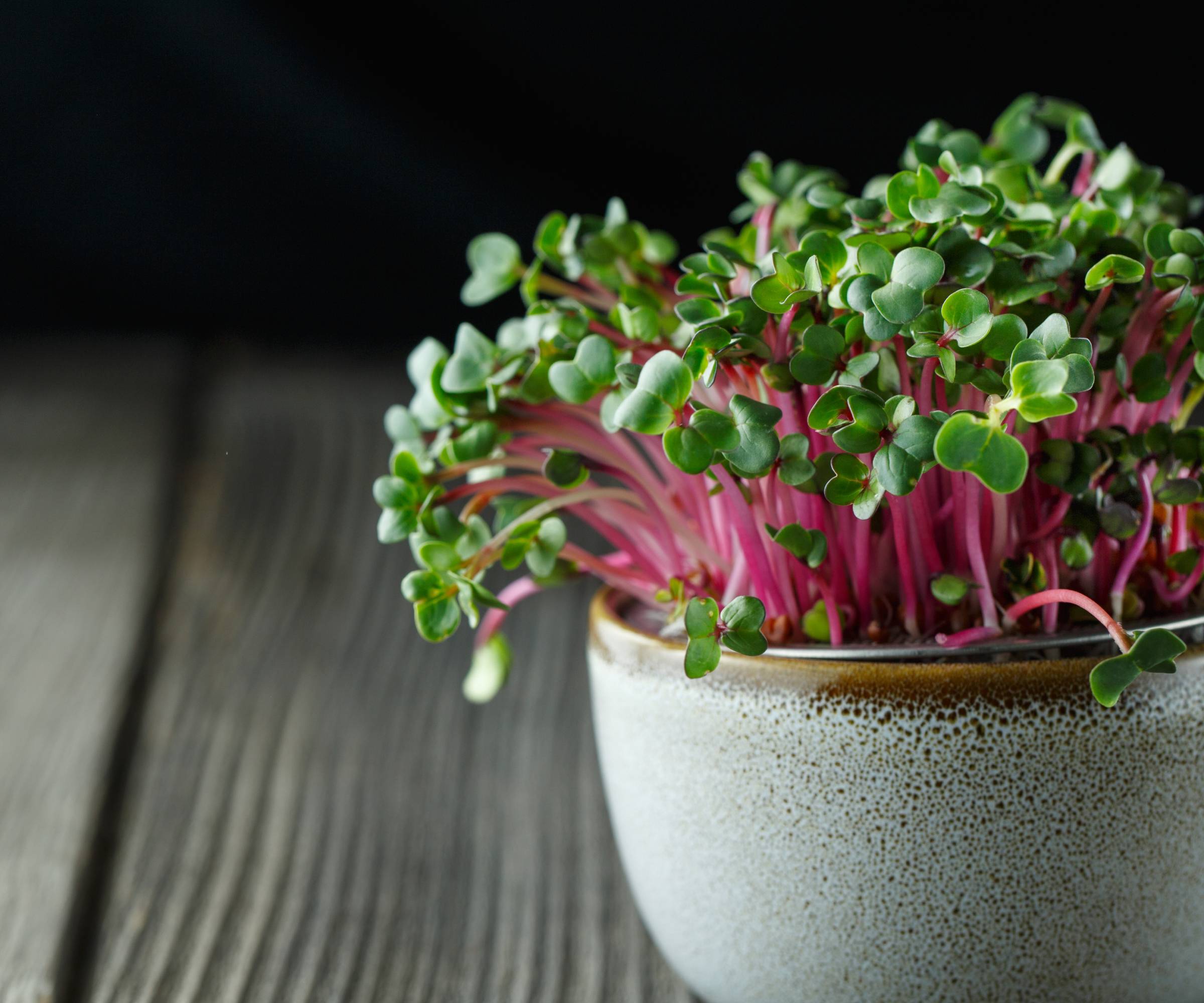 Lots of radish seedlings growing out of a ceramic bowl