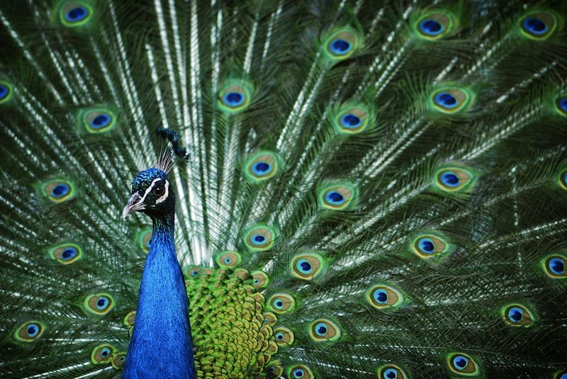 A peacock with feathers out