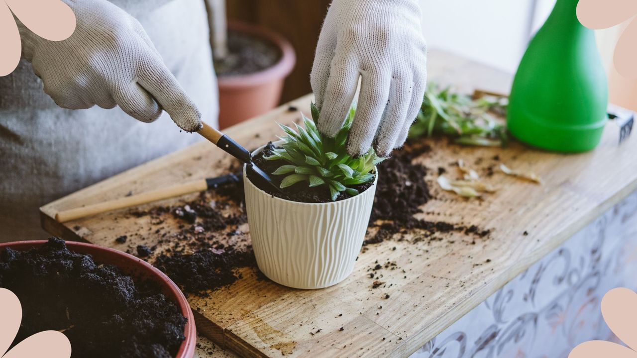 woman removing succulent from a pot to suuport an expert guide on how to repot a houseplant