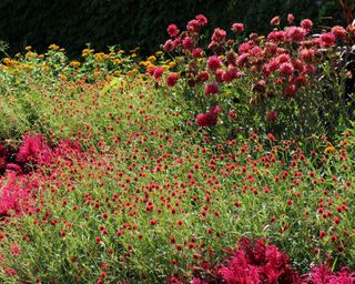 Zinnias With Dahlias, Astilbes And Strawflowers in Summer Border Display