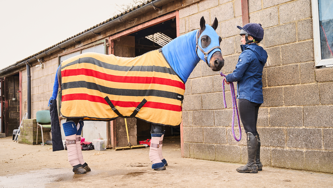 Horse bandaged and rugged, ready to travel: final countdown to show day