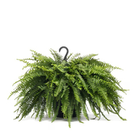 Lowe's Boston Fern in 1.5-Gallon Hanging Basket