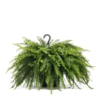 Lowe's Boston Fern in 1.5-Gallon Hanging Basket