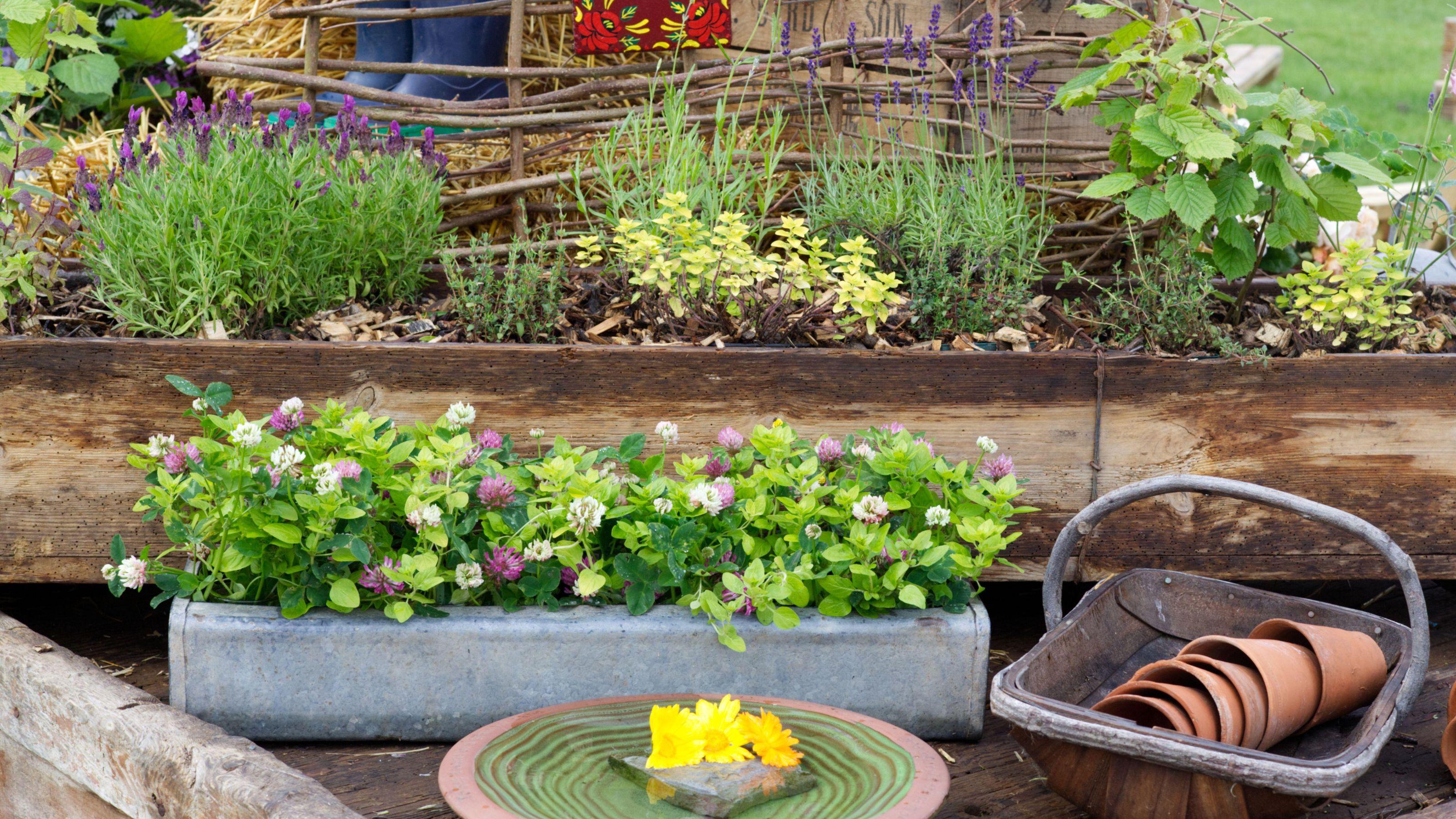 Outdoor herbs in containers Alamy