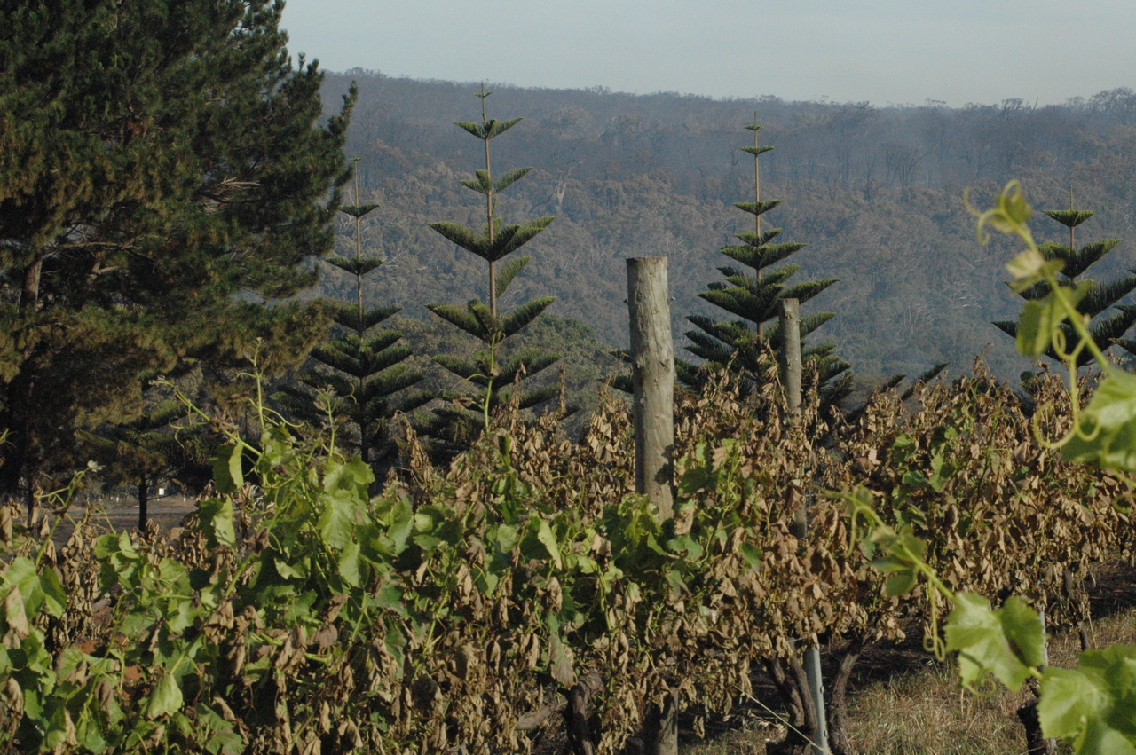 Margaret River McHenry Hohnen