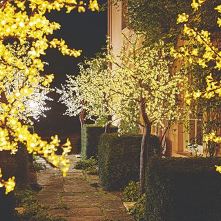 Concrete garden path surrounded on either side by hedges and trees with lights in them