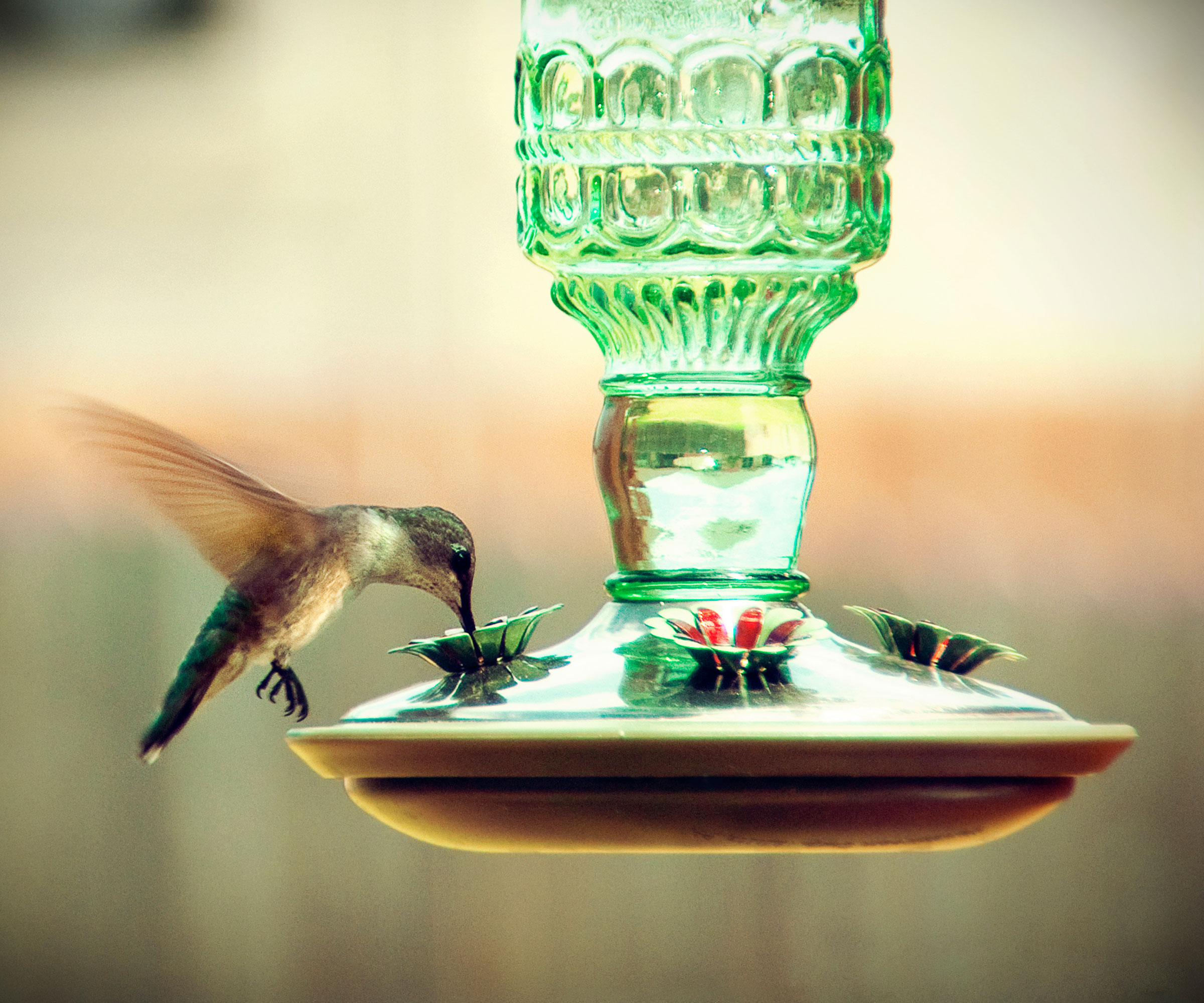 hummingbird feeding from green glass feeder
