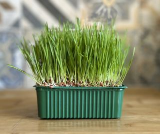Wheatgrass in container