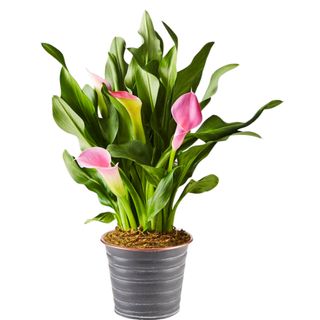 pink calla lilies in a silver pot