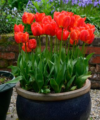 red tulip flowers in a pot with bluebells in the background