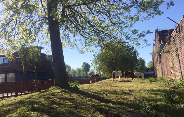 park-palace-ponies-grazing